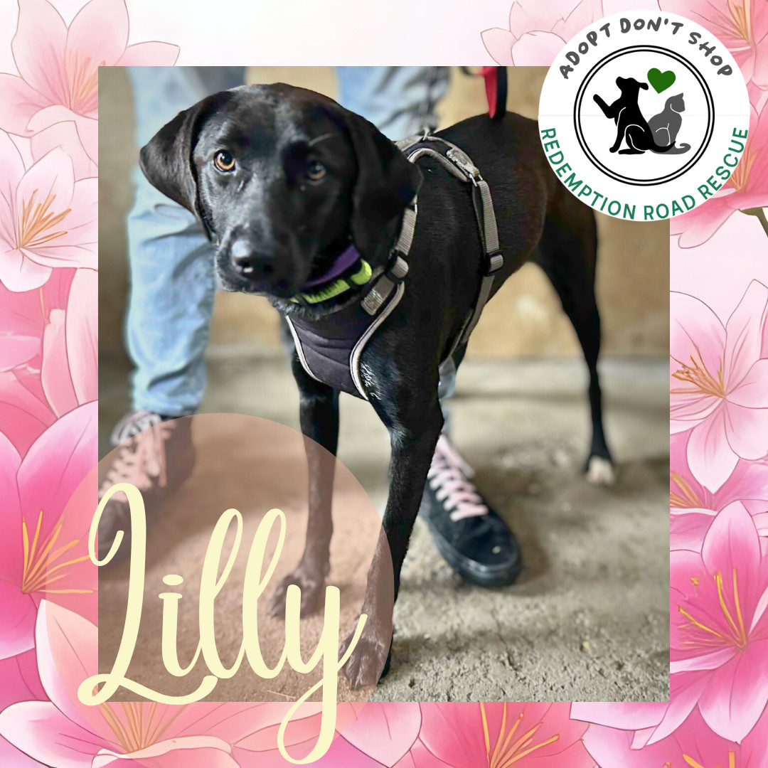 Lilly *FOSTER HOME NEEDED*