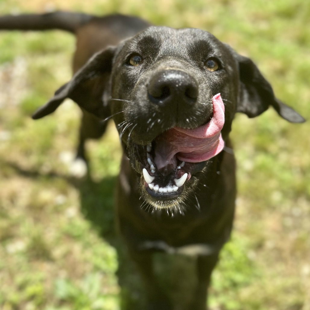 Lilly *FOSTER HOME NEEDED*
