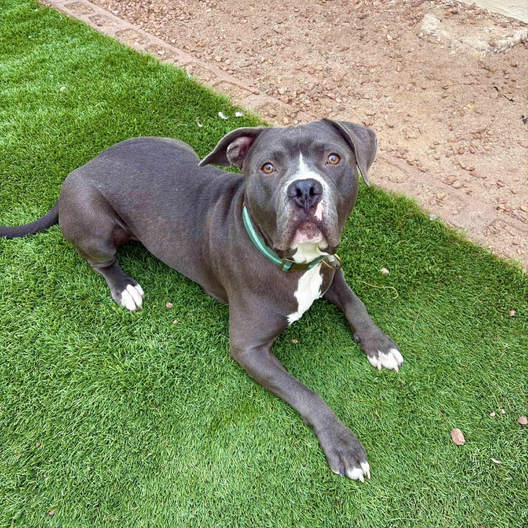 Dino - PAWS, an adoptable Mixed Breed in Las Cruces, NM, 88001 | Photo Image 1