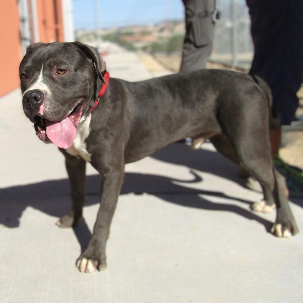 Dino - PAWS, an adoptable Mixed Breed in Las Cruces, NM, 88001 | Photo Image 2