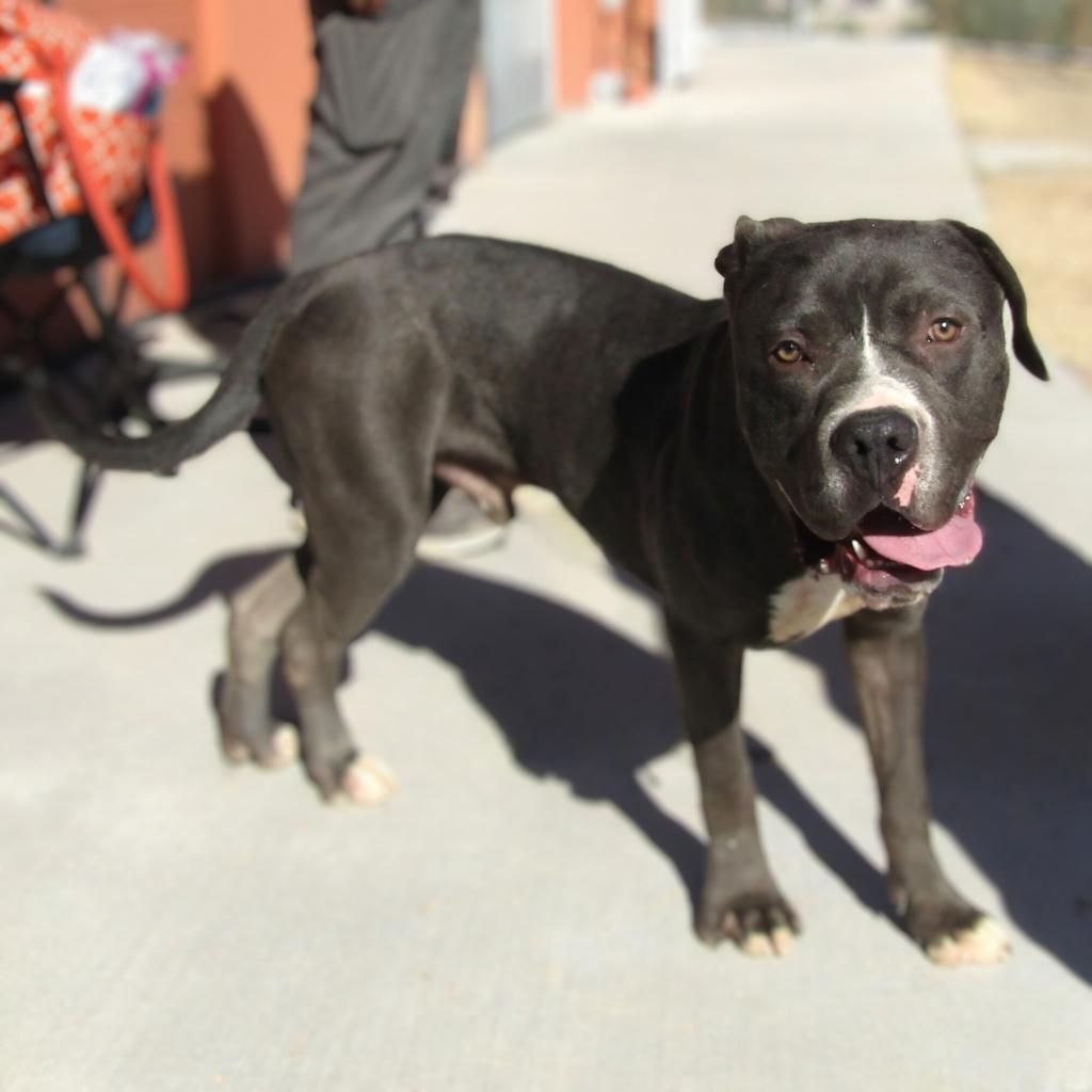Dino - PAWS, an adoptable Mixed Breed in Las Cruces, NM, 88001 | Photo Image 3