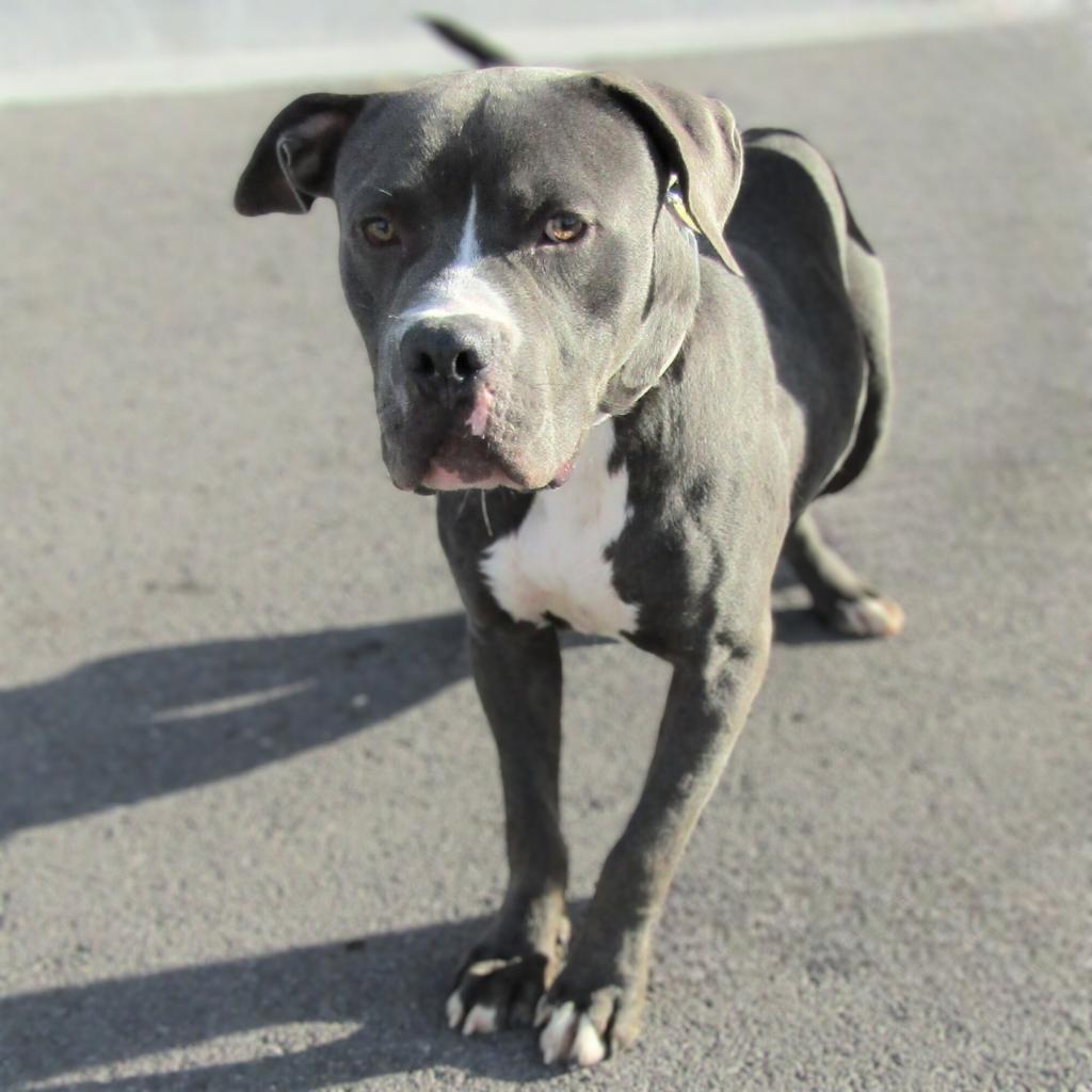 Dino - PAWS, an adoptable Mixed Breed in Las Cruces, NM, 88001 | Photo Image 6