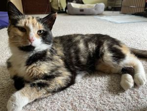 Lily &amp; Sasha, Young Female Domestic Short Hair