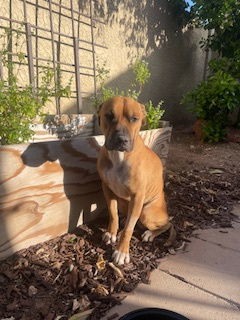 SMALLS, Adult Male Terrier