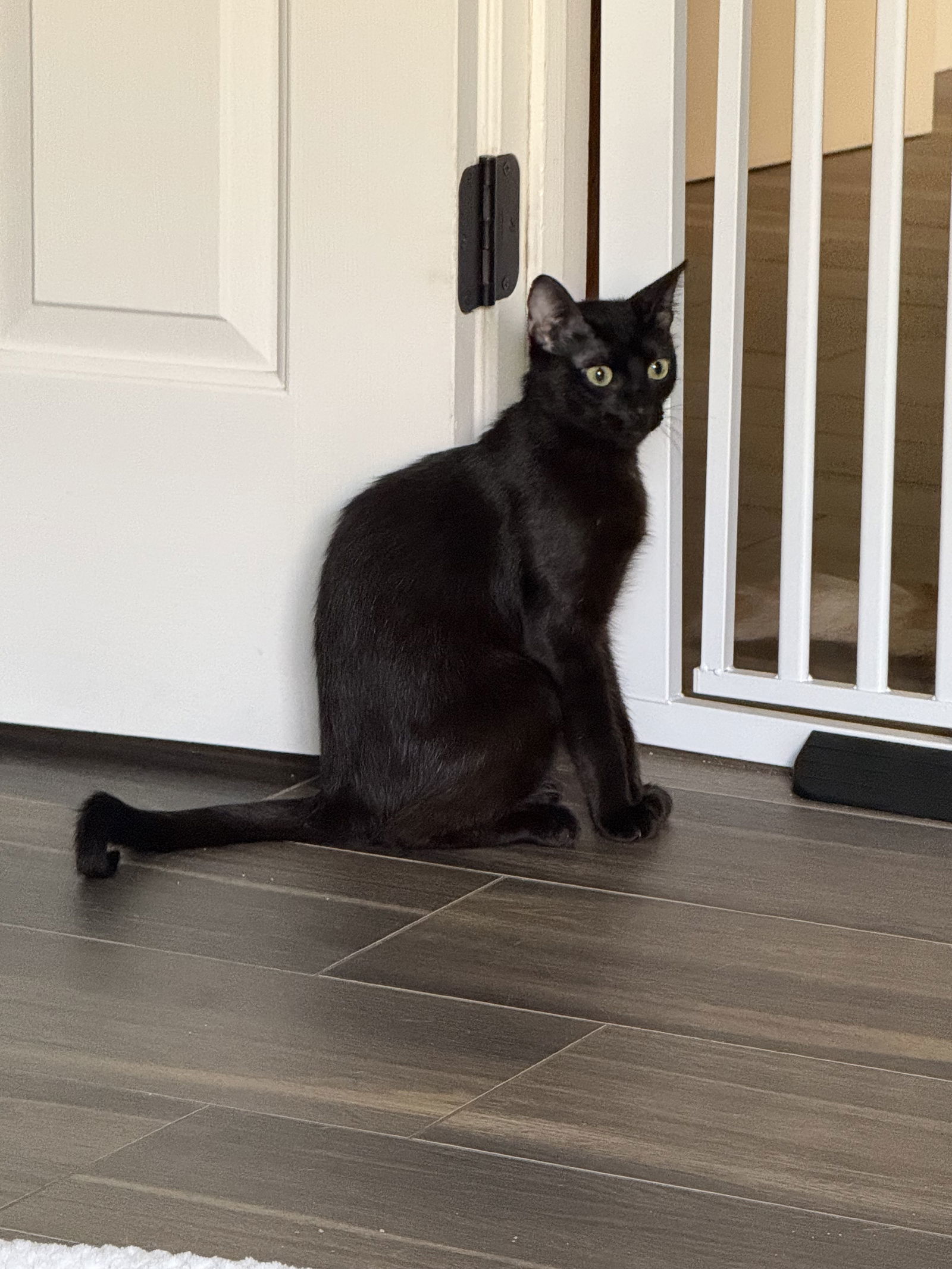 Rolo ( BB)