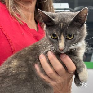 CareBear, Young Female Dilute Tortoiseshell