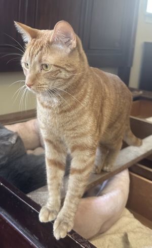 Oranje Domestic Short Hair Cat