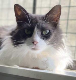Prince Domestic Long Hair Cat