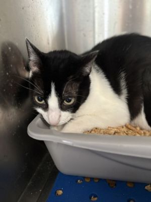 Shannon Domestic Short Hair Cat