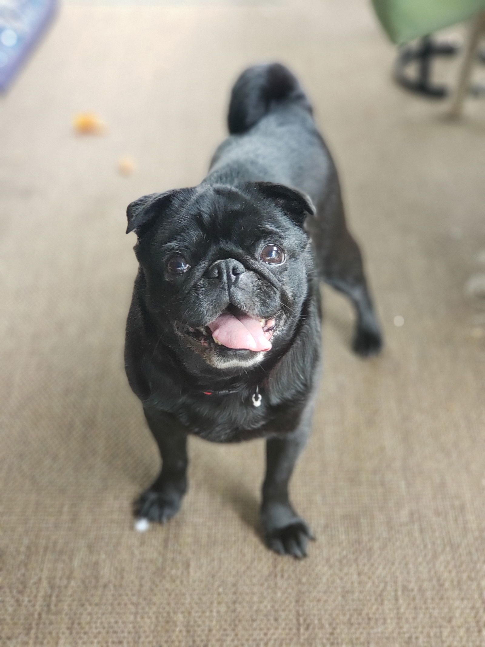 Olive the Pug