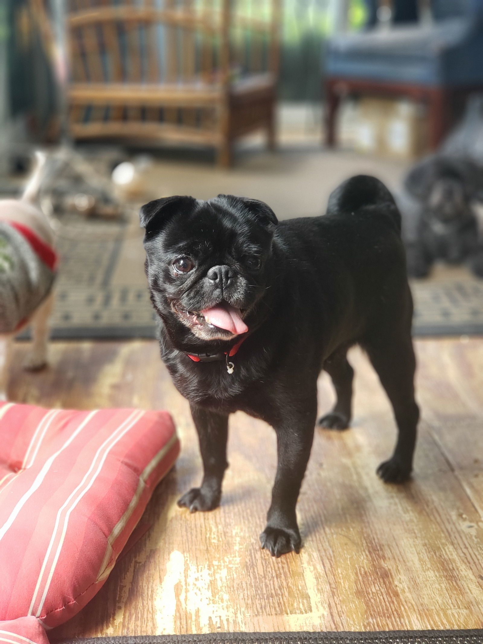 Olive the Pug