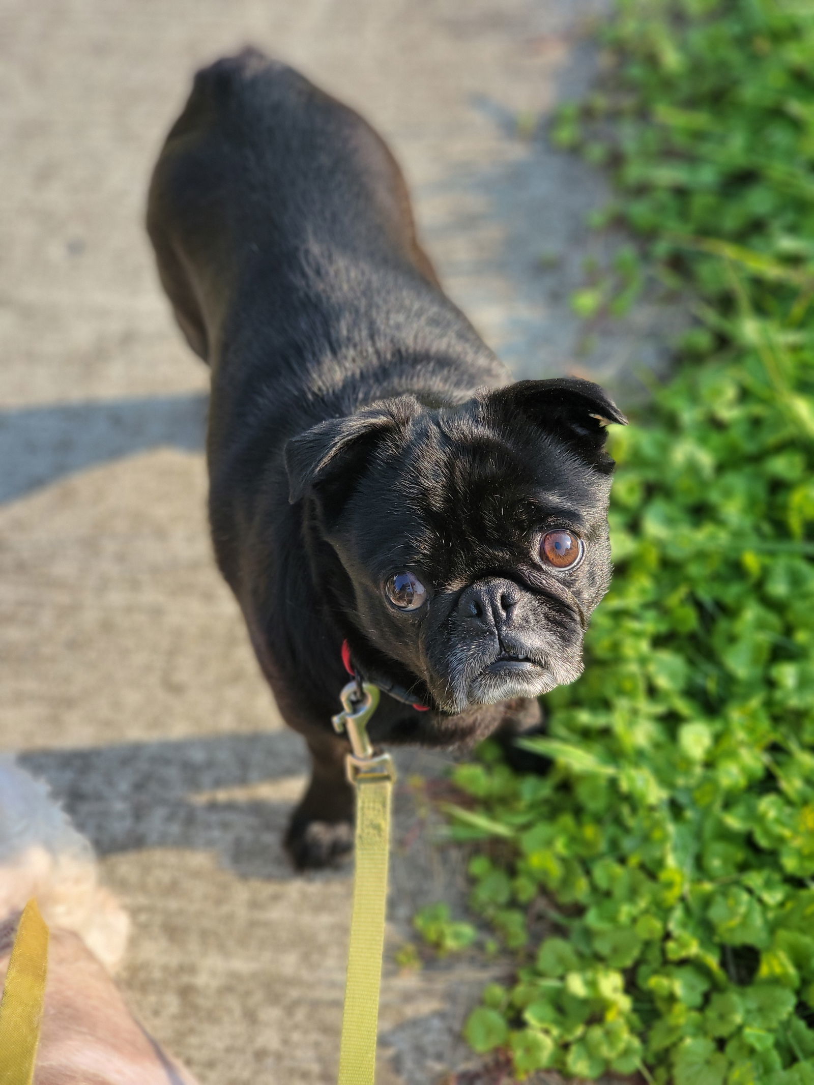 Olive the Pug