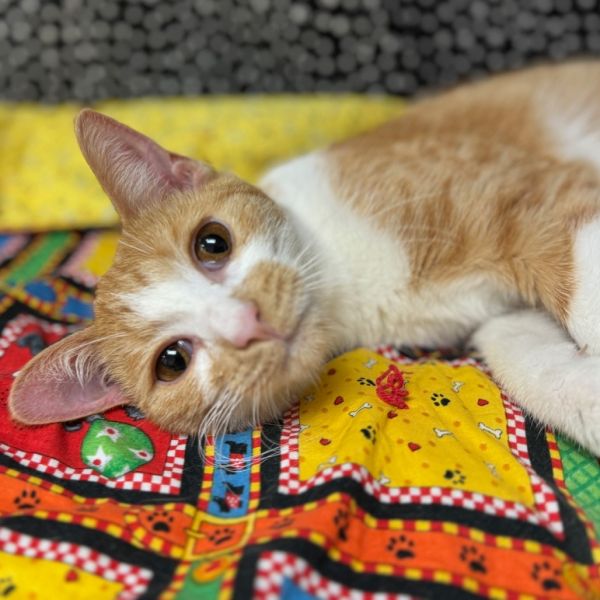 Pet Image