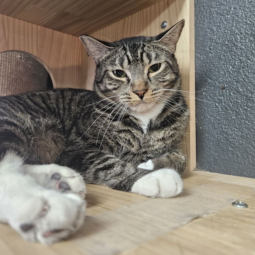Flare, an adoptable Domestic Short Hair in Las Vegas, NV, 89146 | Photo Image 1