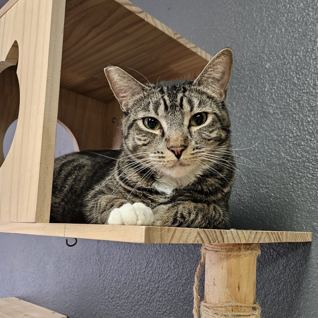 Flare, an adoptable Domestic Short Hair in Las Vegas, NV, 89146 | Photo Image 1