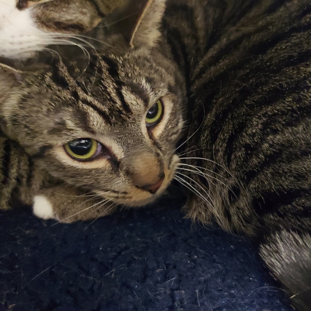 Flare, an adoptable Domestic Short Hair in Las Vegas, NV, 89146 | Photo Image 2