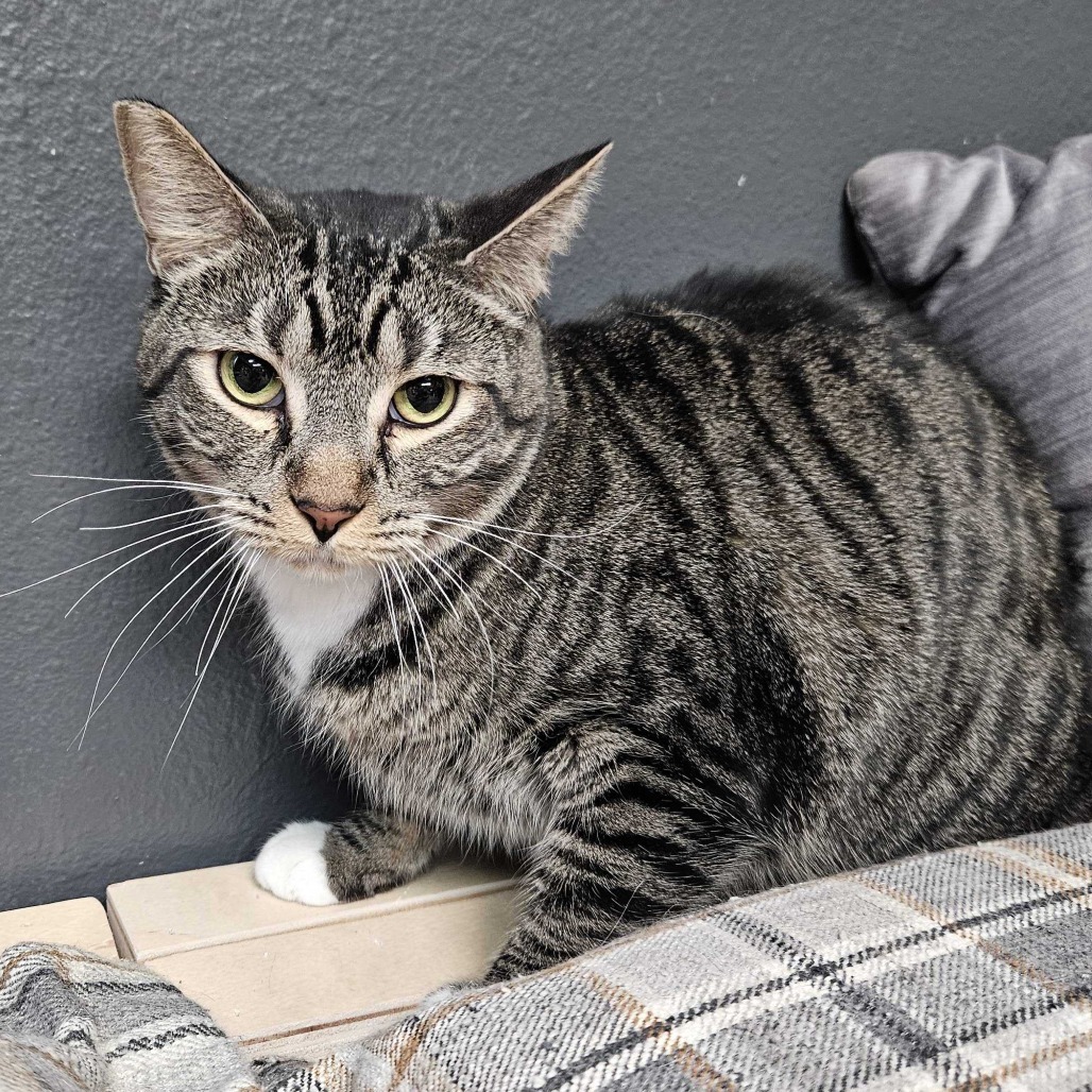 Flare, an adoptable Domestic Short Hair in Las Vegas, NV, 89146 | Photo Image 3