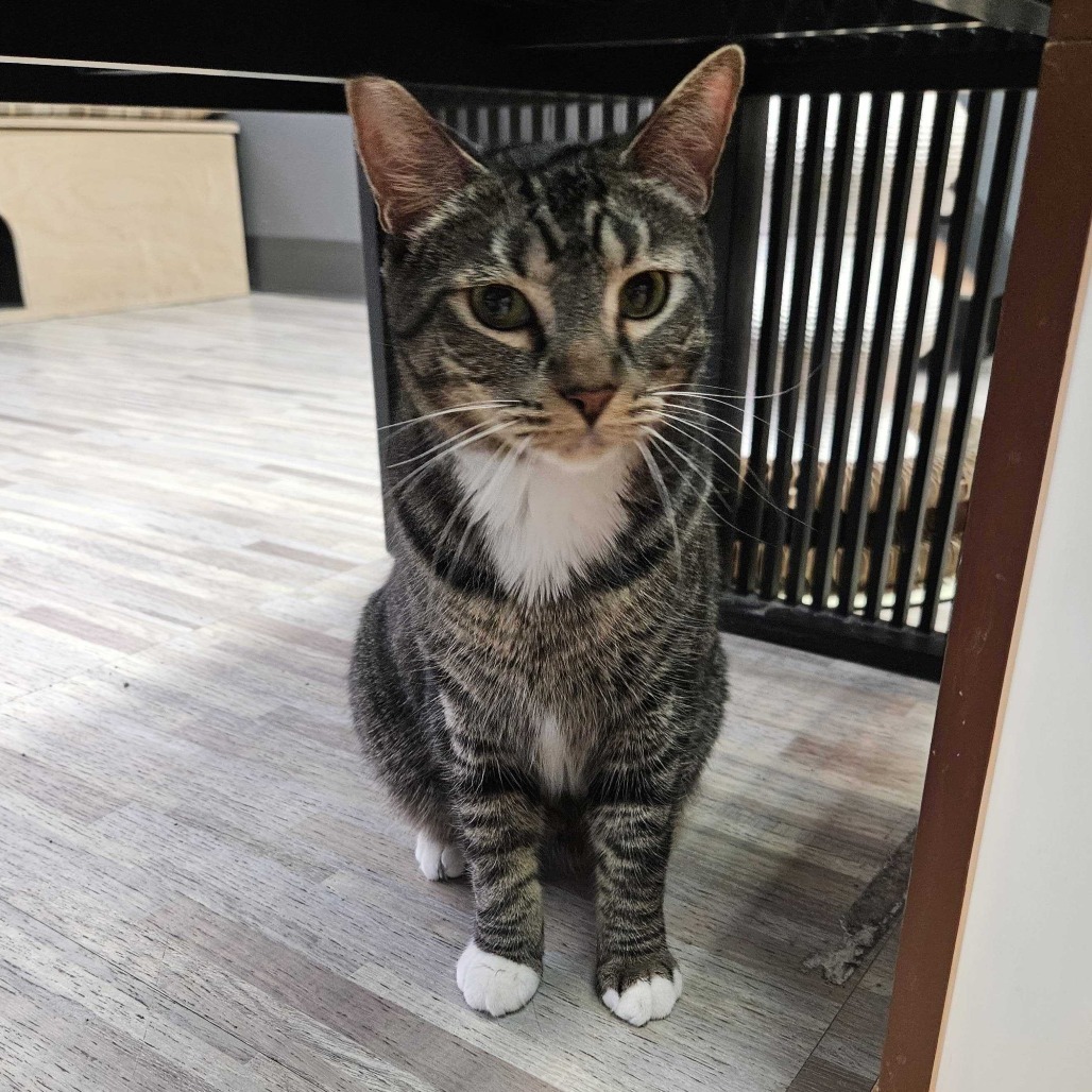 Flare, an adoptable Domestic Short Hair in Las Vegas, NV, 89146 | Photo Image 4