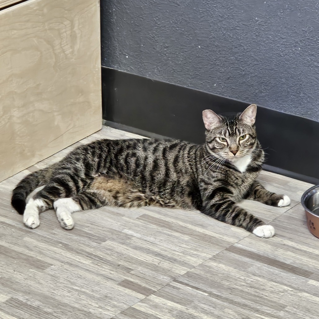 Flare, an adoptable Domestic Short Hair in Las Vegas, NV, 89146 | Photo Image 5