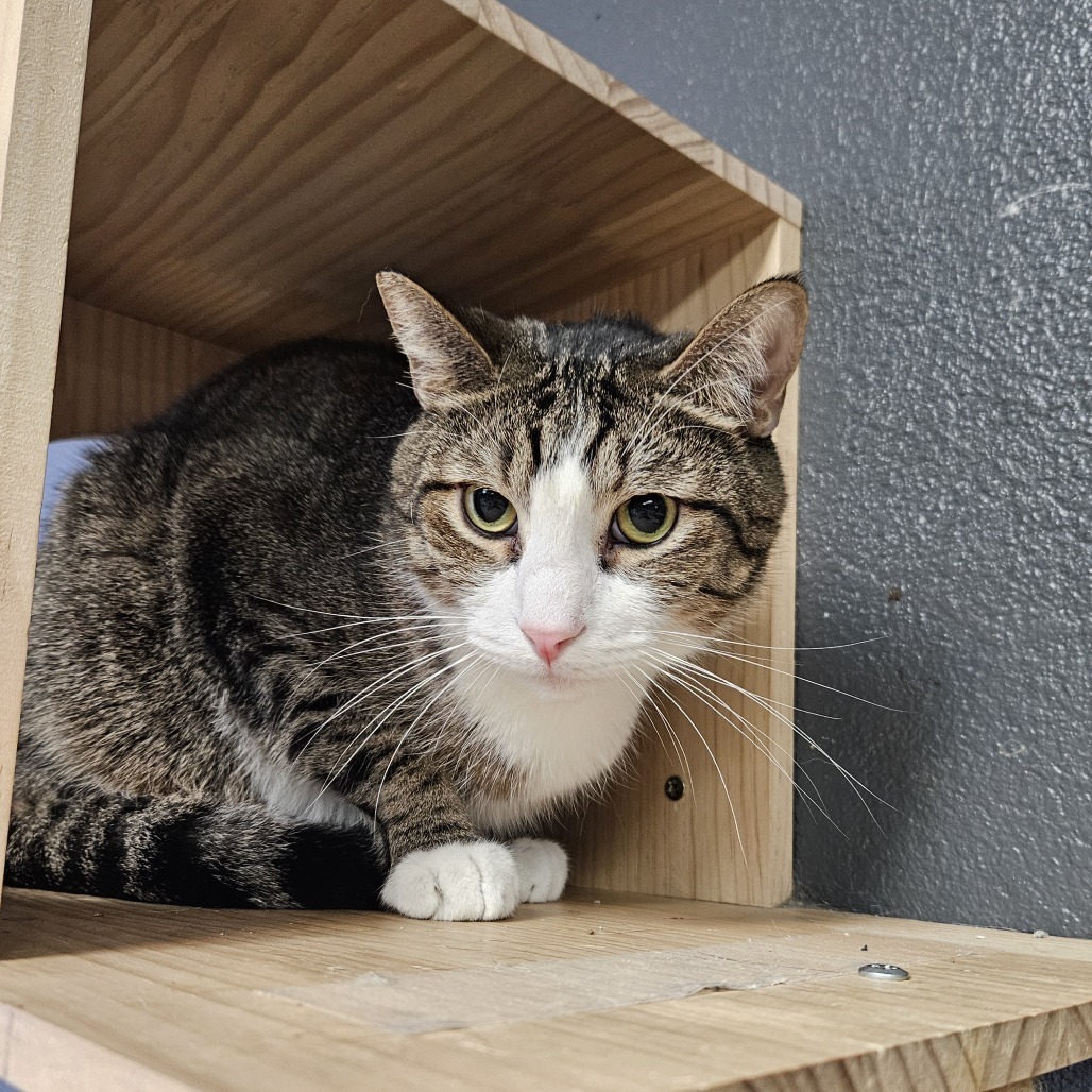 Rocket, an adoptable Domestic Short Hair in Las Vegas, NV, 89146 | Photo Image 1