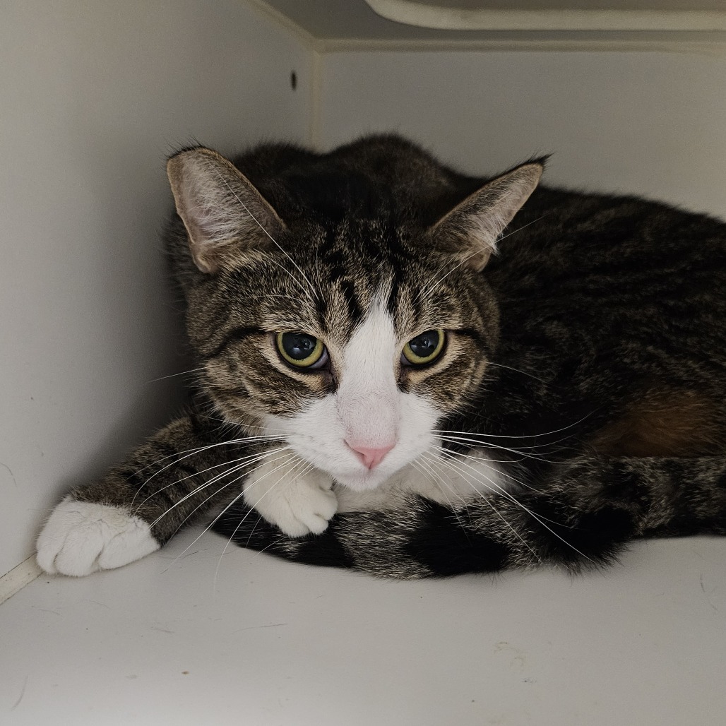 Rocket, an adoptable Domestic Short Hair in Las Vegas, NV, 89146 | Photo Image 3
