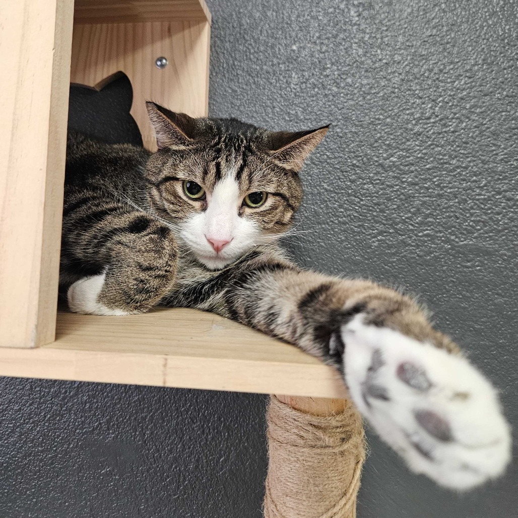 Rocket, an adoptable Domestic Short Hair in Las Vegas, NV, 89146 | Photo Image 4