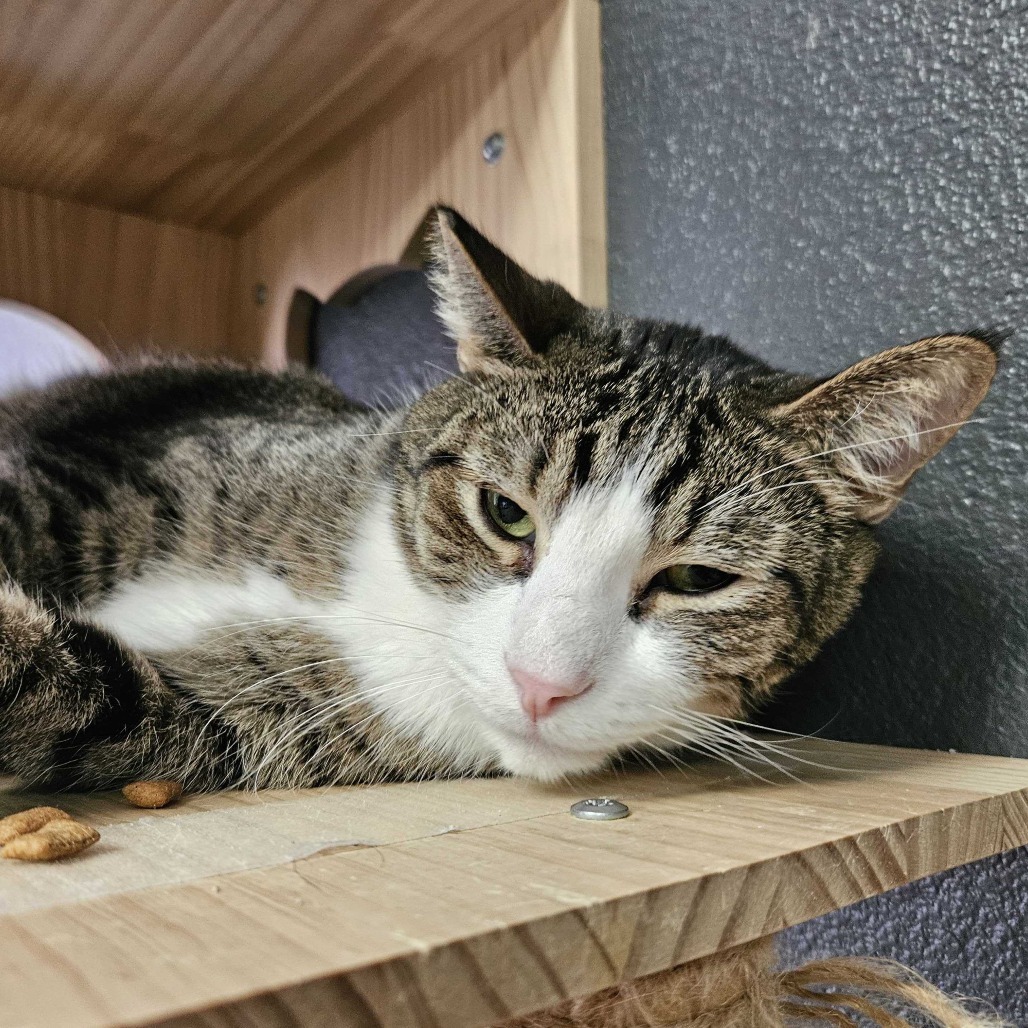 Rocket, an adoptable Domestic Short Hair in Las Vegas, NV, 89146 | Photo Image 5