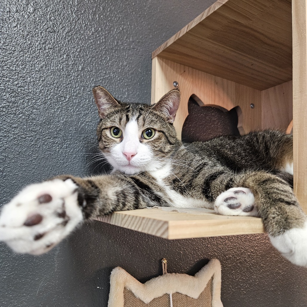 Rocket, an adoptable Domestic Short Hair in Las Vegas, NV, 89146 | Photo Image 6