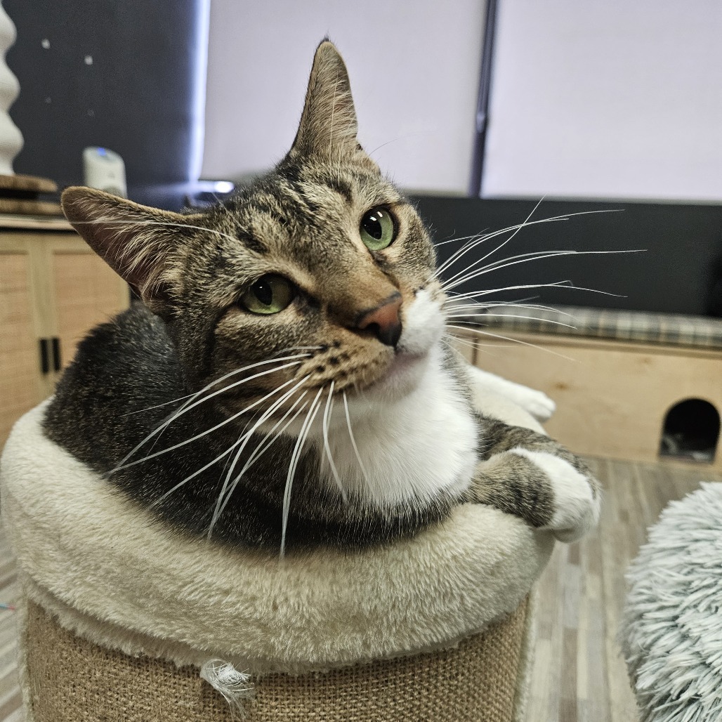 Rigby, an adoptable Domestic Short Hair in Las Vegas, NV, 89146 | Photo Image 1