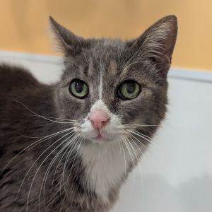 Jim Dandy, Senior Male Domestic Short Hair
