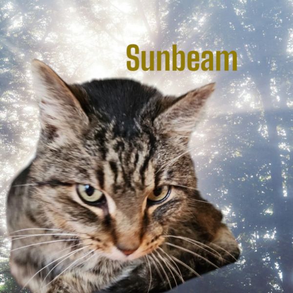 Pet Image