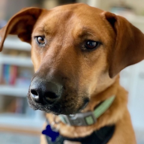 Jake #2 (In Foster)