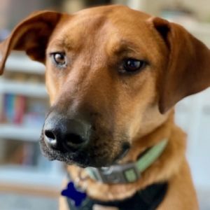 Jake #2 (In Foster), Adult Male unknown