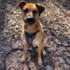 Jake #2 (In Foster) photo 4