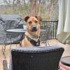 Jake #2 (In Foster) photo 5