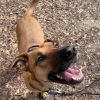 Jake #2 (In Foster) photo 6