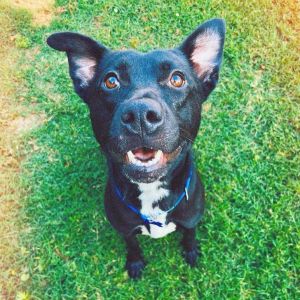 Reba (In Foster), Adult Female unknown