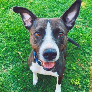 Tuna (In Foster), Adult Female unknown