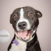 Tuna (In Foster) photo 2