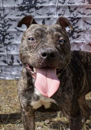 Joy - Just A Beauty!, Adult Female Pit Bull Terrier