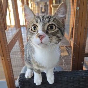 Crash, Young Male Domestic Short Hair
