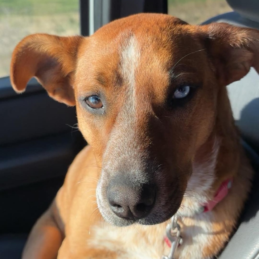 "Kat"niss, an adoptable Mixed Breed in Bismarck, ND, 58507 | Photo Image 1