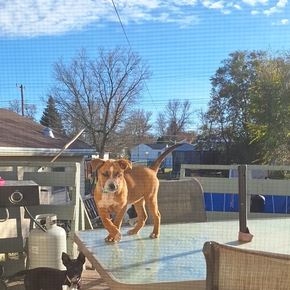 "Kat"niss, an adoptable Mixed Breed in Bismarck, ND, 58507 | Photo Image 6