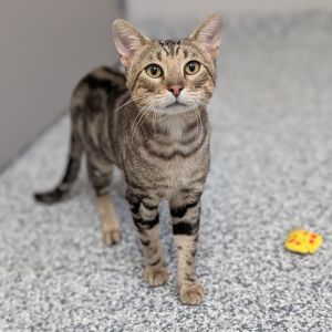 Bandito, Adult Male Domestic Short Hair