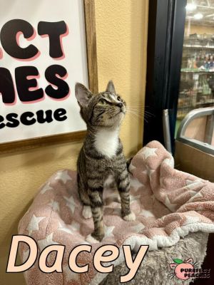Dacey, Young Male Domestic Short Hair