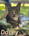 Dacey photo 3