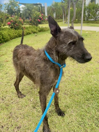 Cherish, an adoptable Terrier, Mixed Breed in Honolulu, HI, 96826 | Photo Image 2