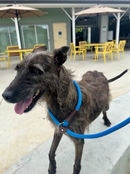 Cherish, an adoptable Terrier, Mixed Breed in Honolulu, HI, 96826 | Photo Image 3