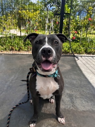 Ginny, an adoptable Pit Bull Terrier, Mixed Breed in Honolulu, HI, 96826 | Photo Image 1