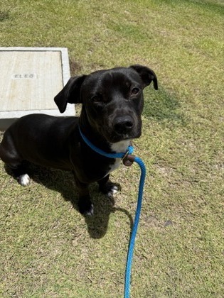 Banjo, an adoptable Terrier, Mixed Breed in Honolulu, HI, 96826 | Photo Image 1